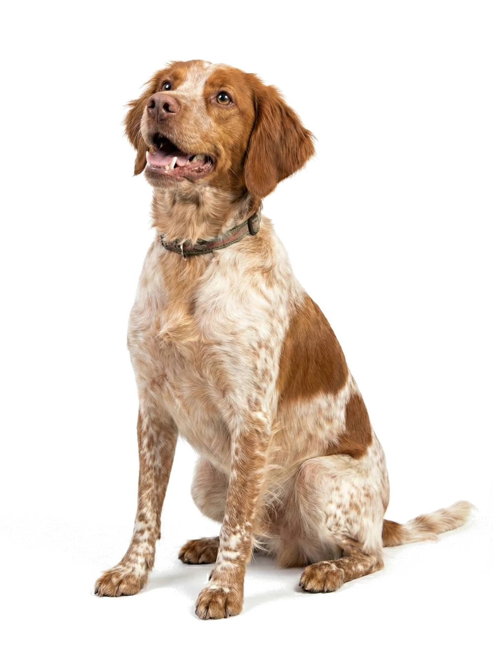 Onnellinen koira – Koirakaveri koira app käyttäjä