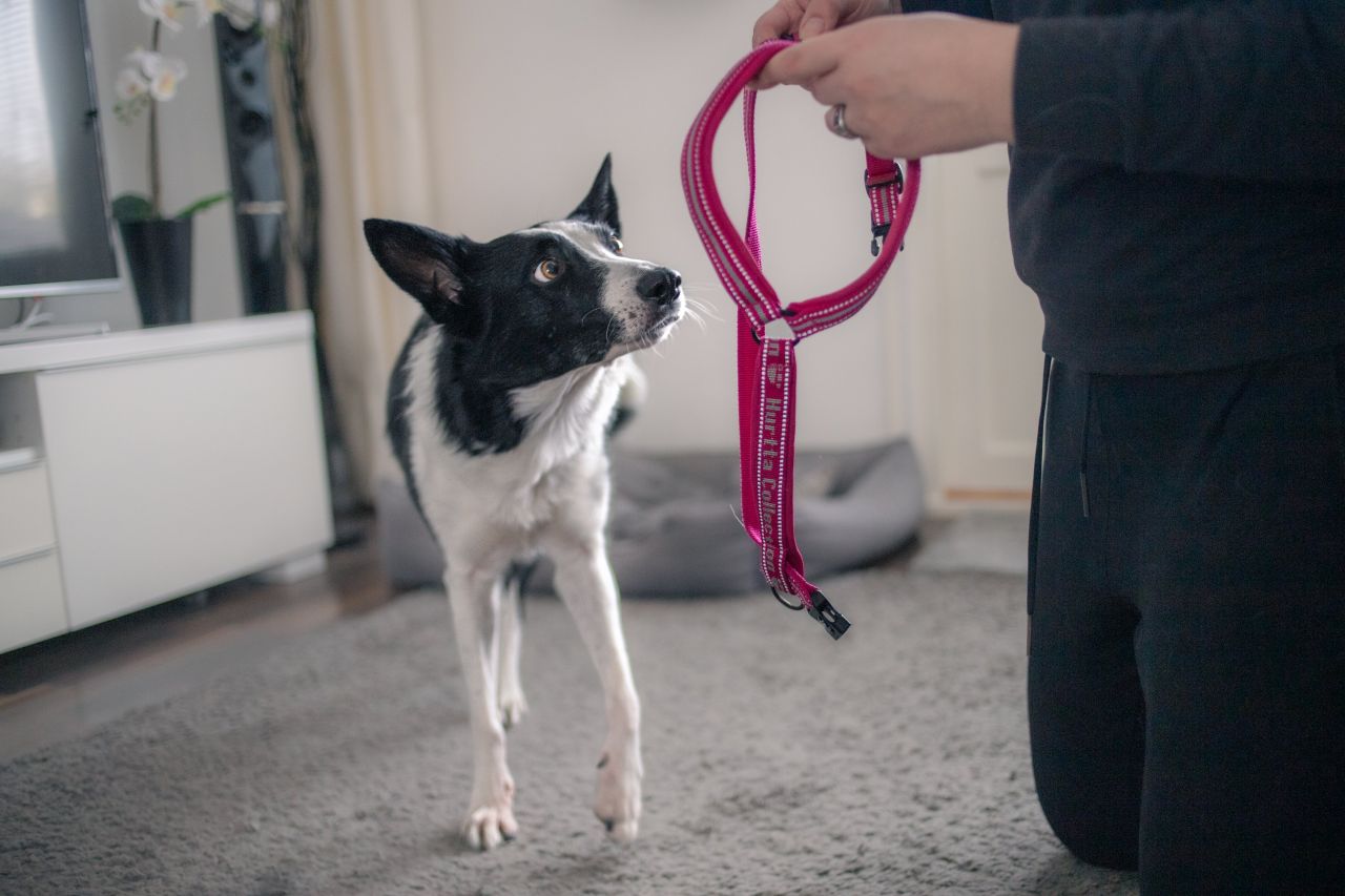 Koiran koulutus arjessa