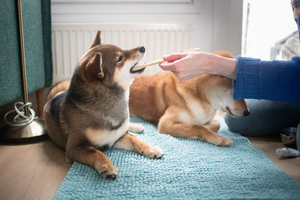 Koiran terveyden seuranta