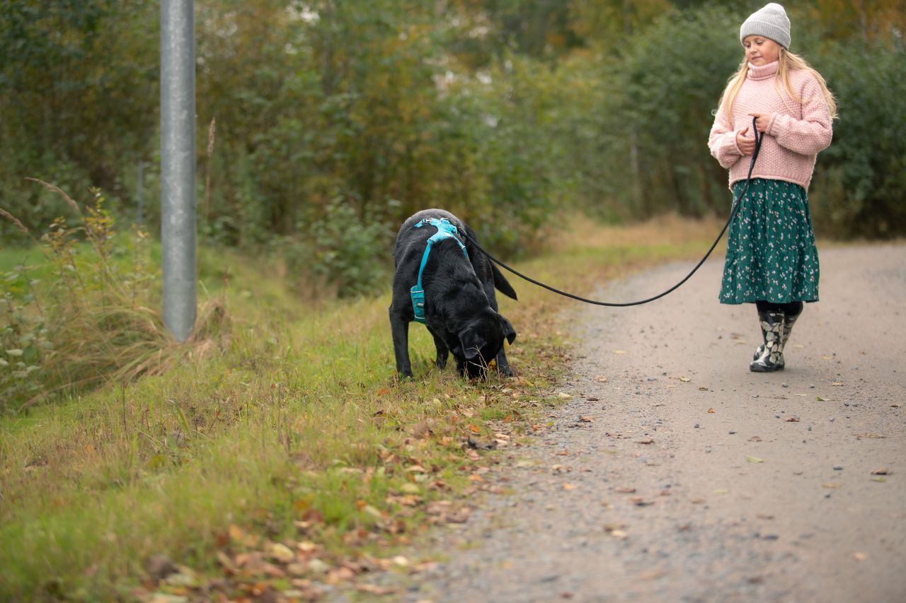 Koiran ulosteen seuranta
